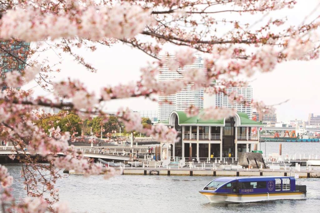 大岡川桜クルーズ 3月20日より運行！約600本の桜トンネルくぐる船上からのお花見