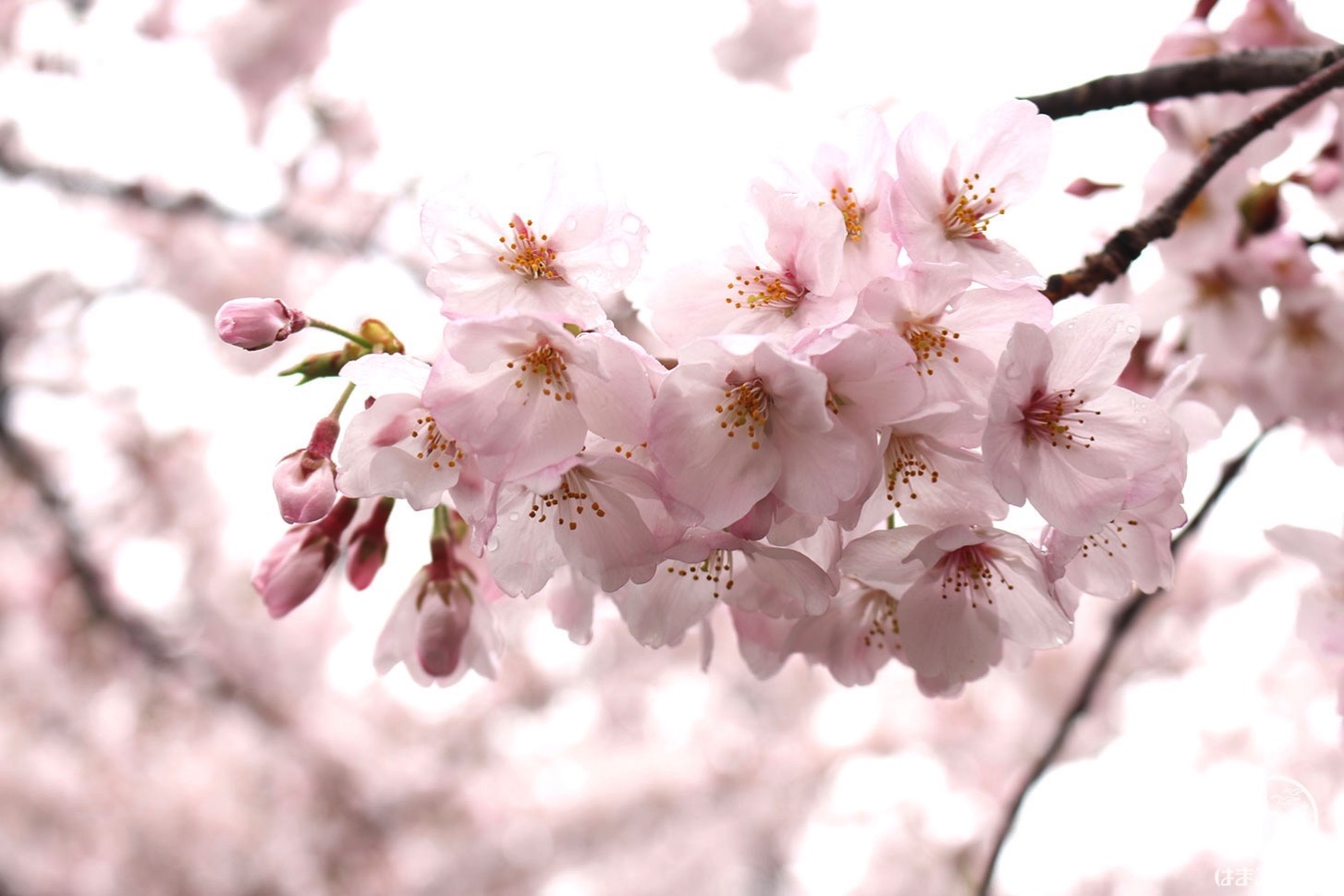 しずくのついた桜