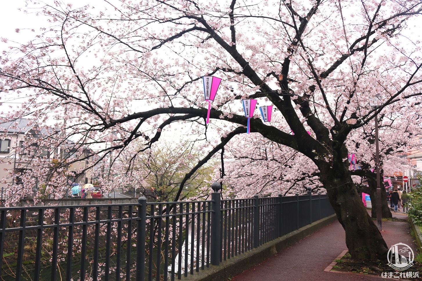 大岡川プロムナード 桜のトンネル