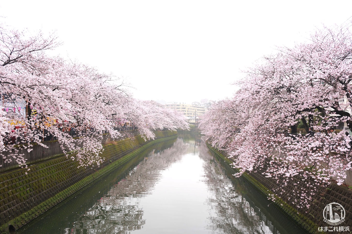 橋の上から見た大岡川の桜