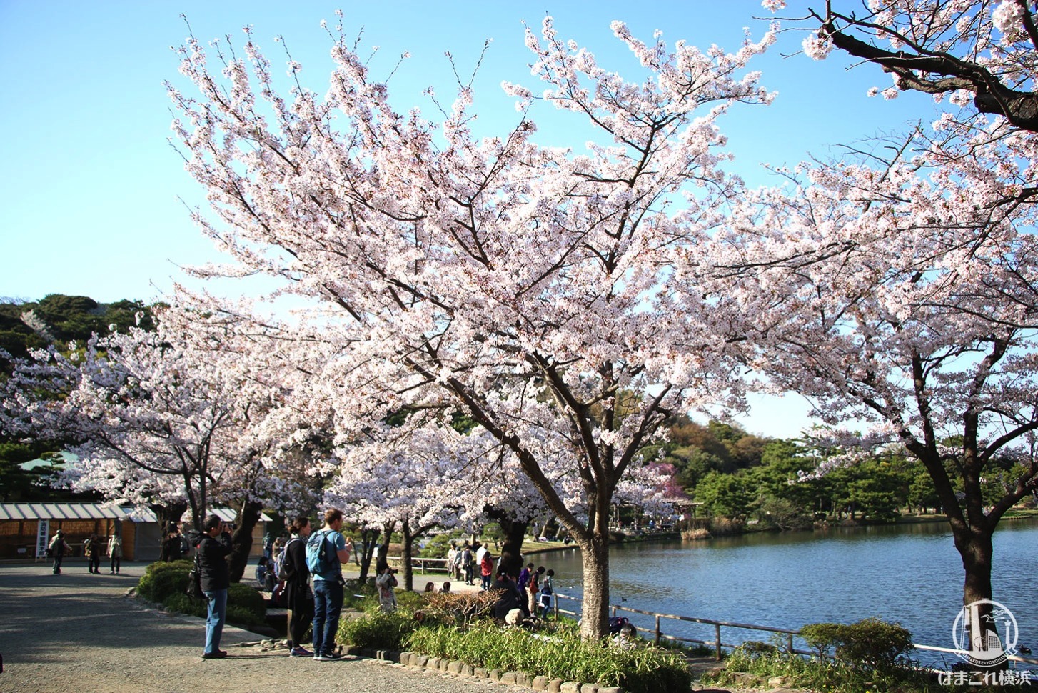 三渓園 池の周りの桜