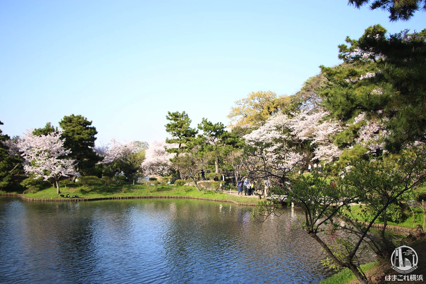 三渓園 池の周りの桜