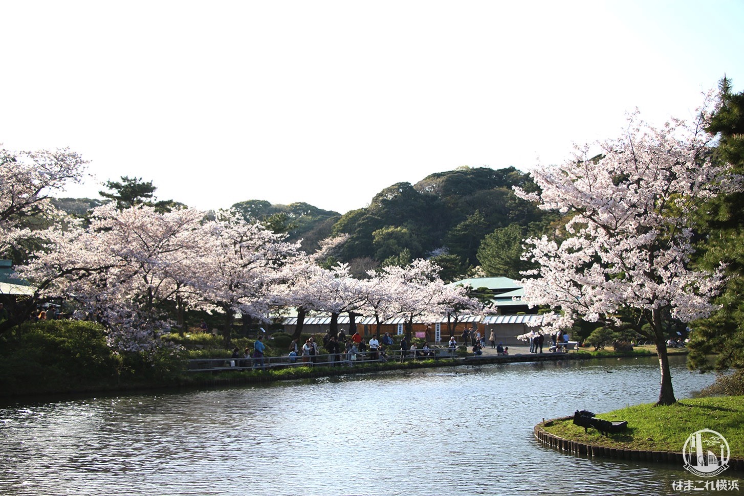 三渓園 池を囲み咲く桜