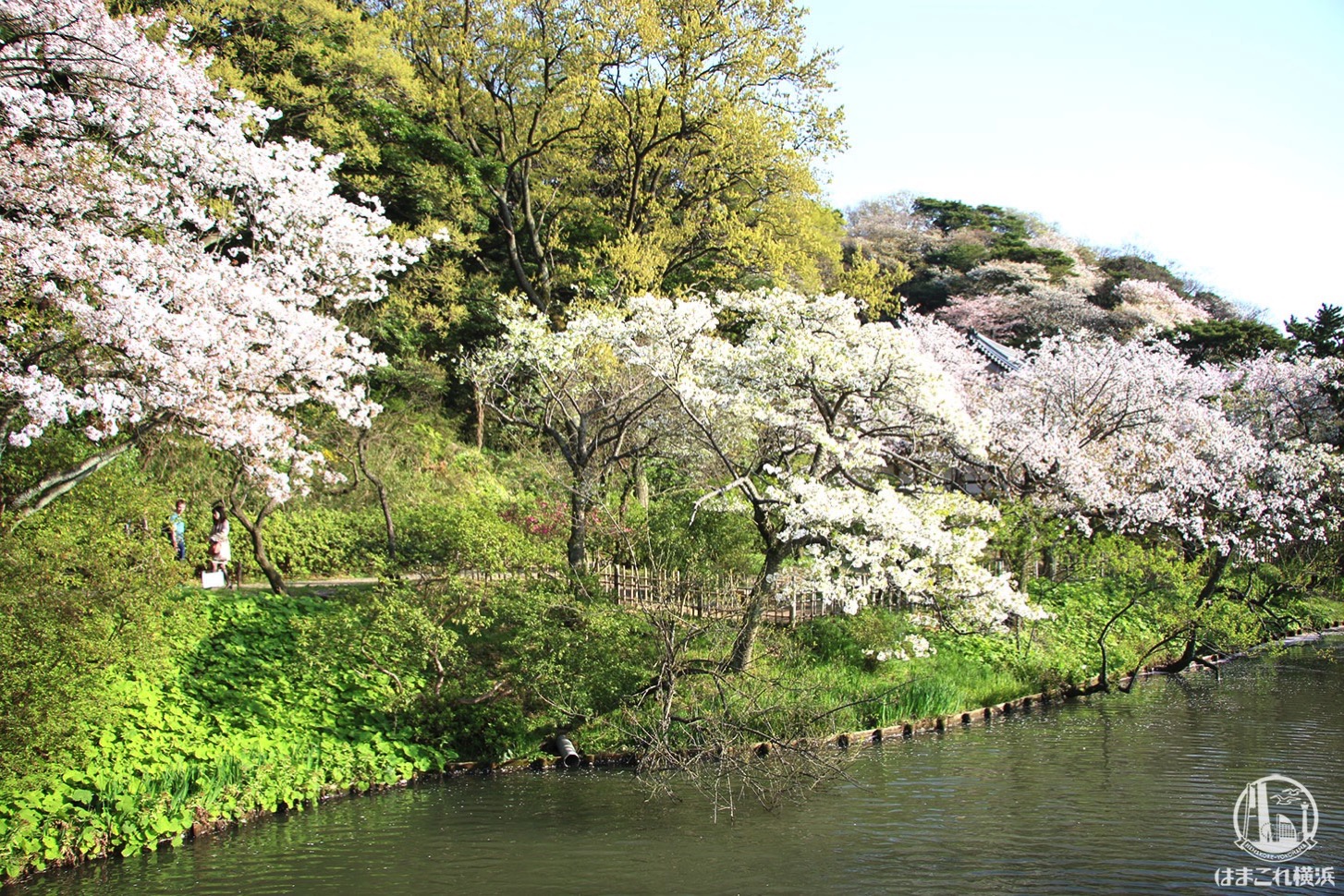 三渓園 池に向かって咲く桜