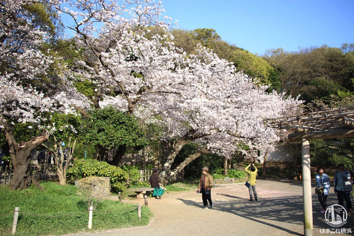 三渓園 立派な桜