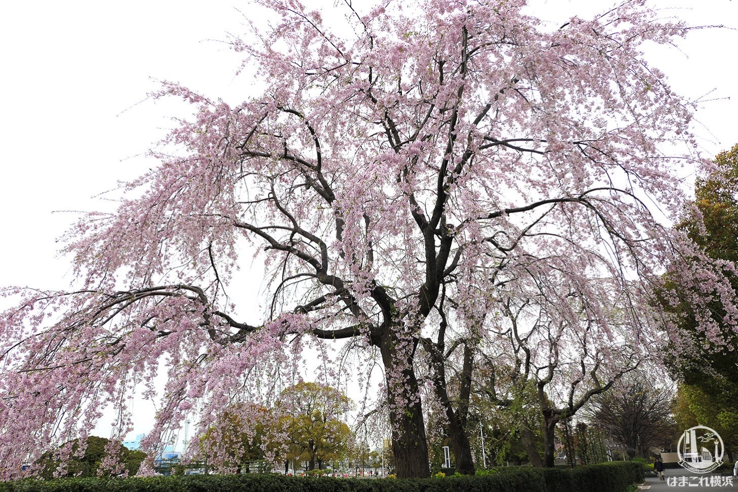 山下公園の「しだれ桜」が満開に！見上げて広がる桜の世界が美しい