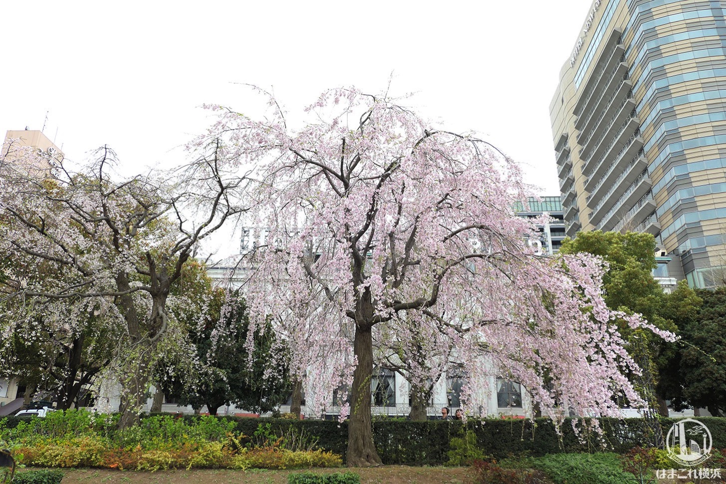 山下公園 しだれ桜 2019年 隣の桜の木は見頃終える