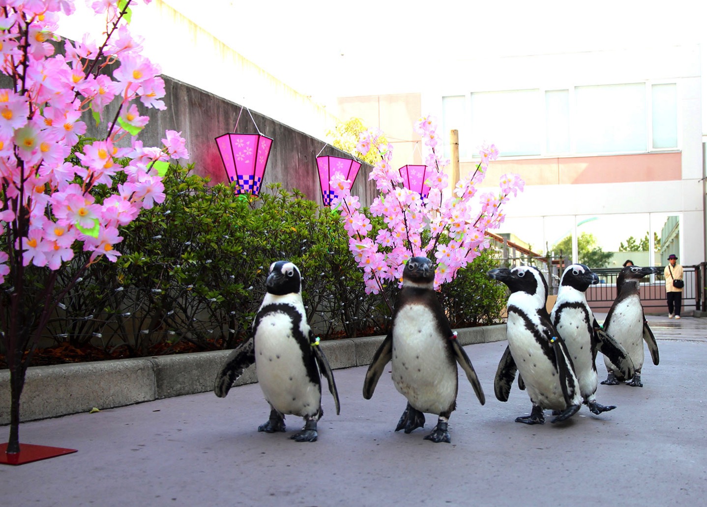 ケープペンギンのお花見パレード