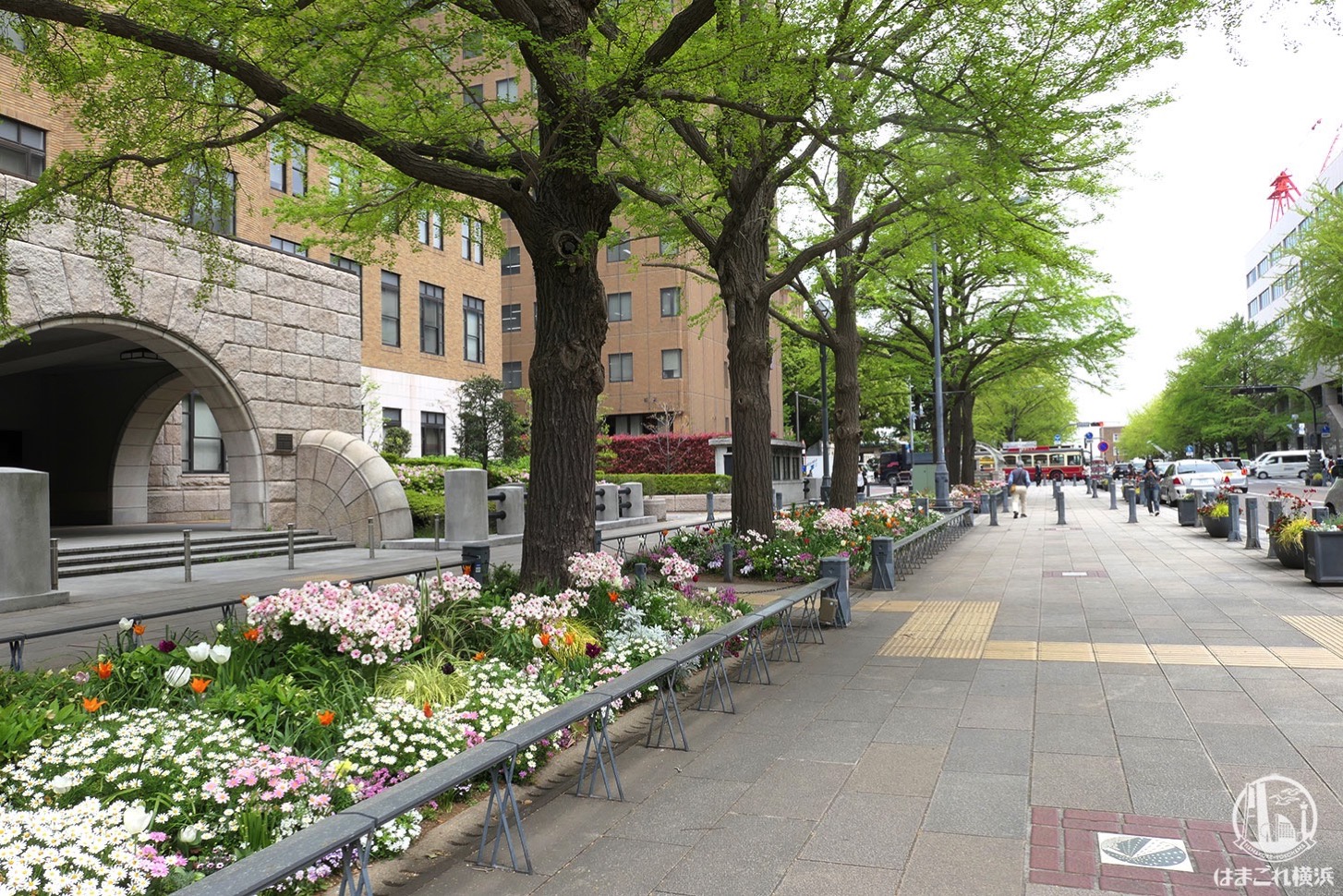 日本大通りの花々