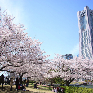 横浜みなとみらい 桜スポットまとめ 桜をめぐるフォト散歩 はまこれ横浜