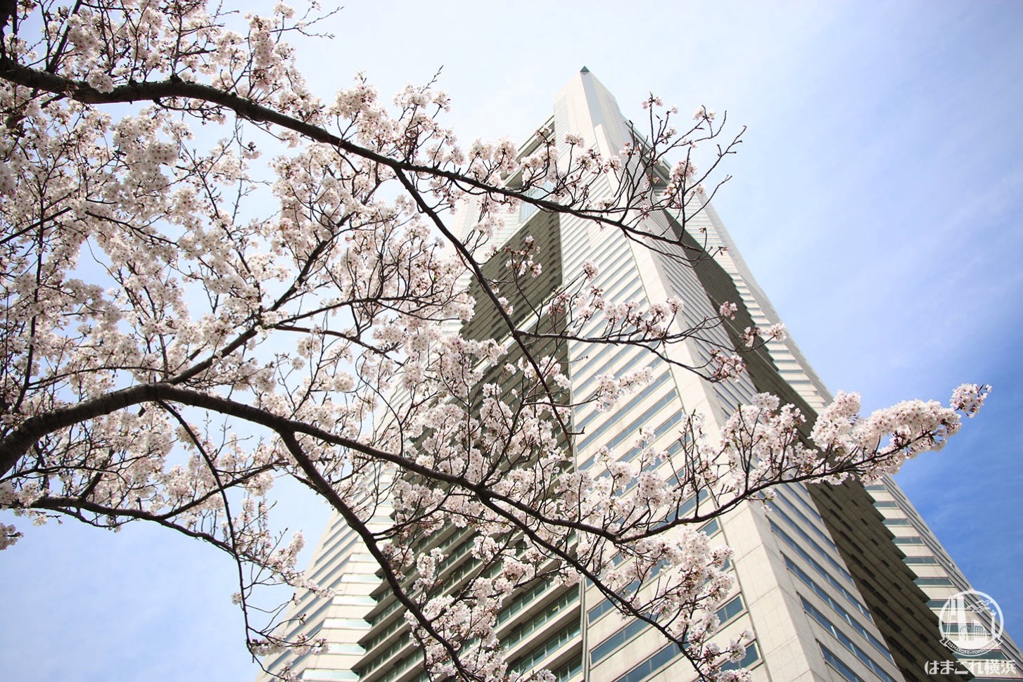 さくら通り デッキ下から見た桜と横浜ランドマークタワー