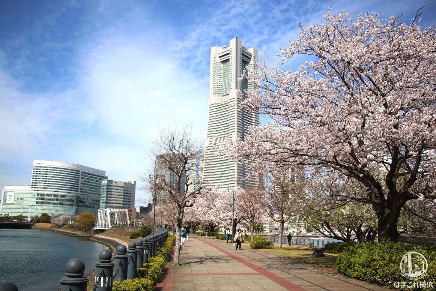 運河パークから見る桜と横浜ランドマークタワー