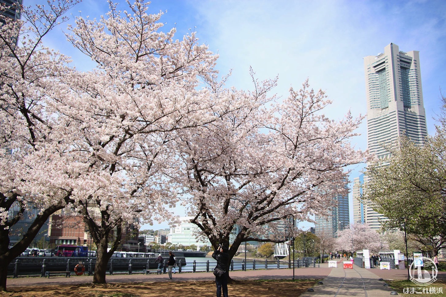 桜と横浜ランドマークタワー