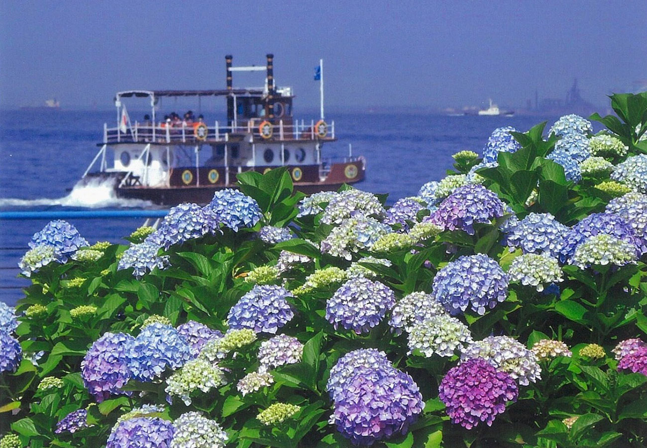 横浜・八景島シーパラダイスで「あじさい祭」県内最大級、2万株のあじさい咲き誇る