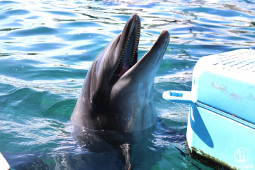 八景島シーパラダイス 水族館だけで楽しすぎ 水族館4施設の楽しみ方と所要時間 はまこれ横浜