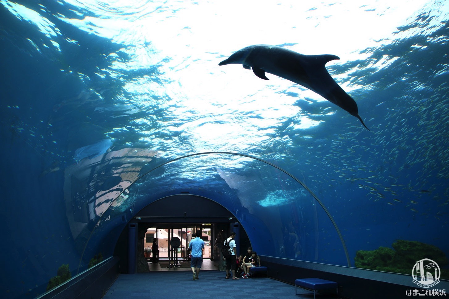 八景島シーパラ「ドルフィンファンタジー」イルカが泳ぐアーチ水槽で幻想的海中散歩！