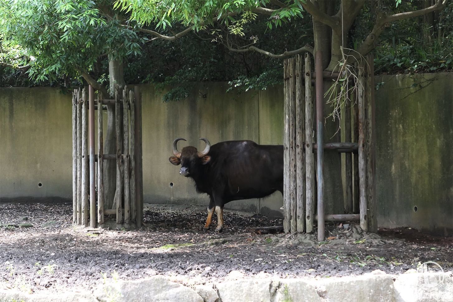 金沢動物園 牛