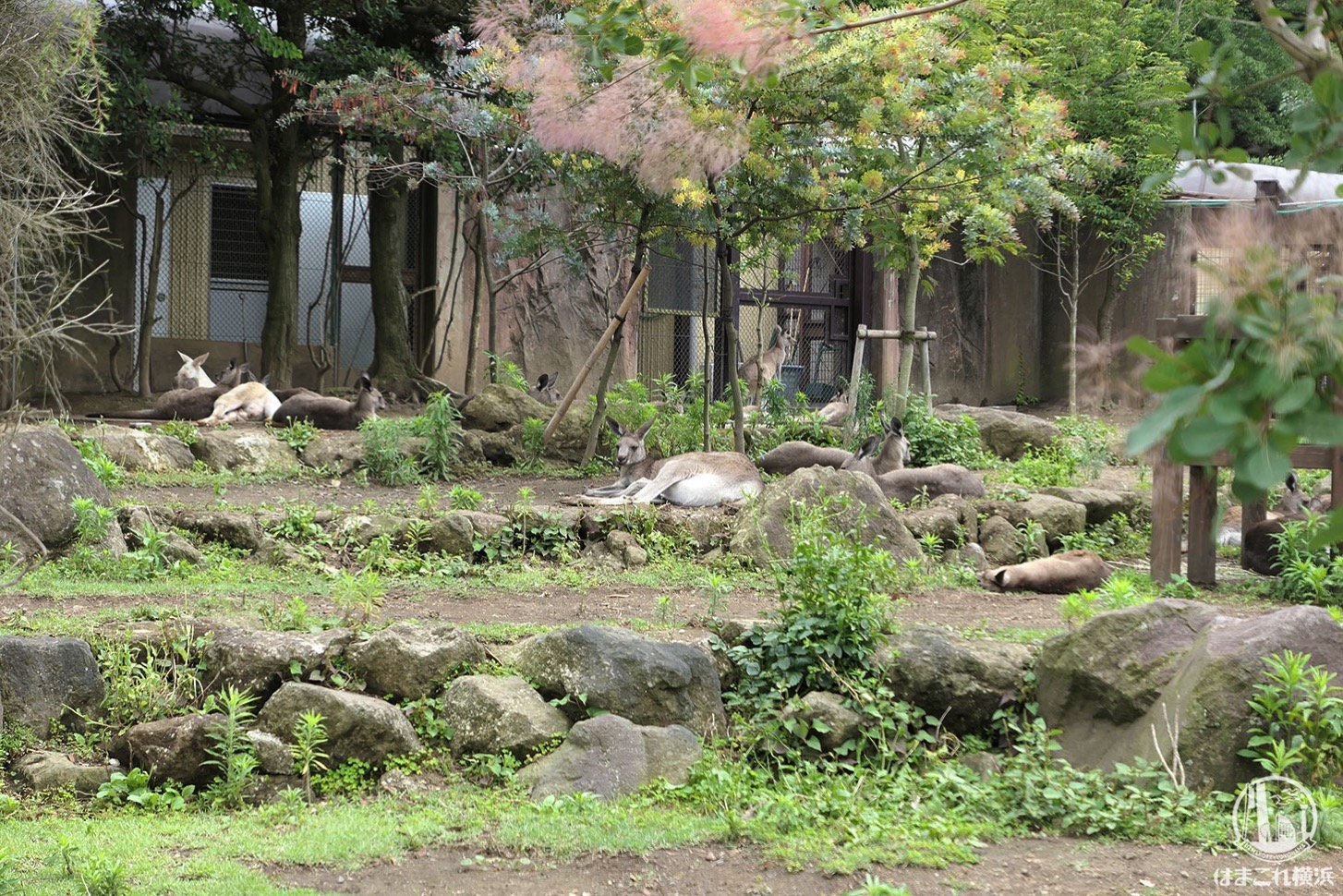 金沢動物園 カンガルー