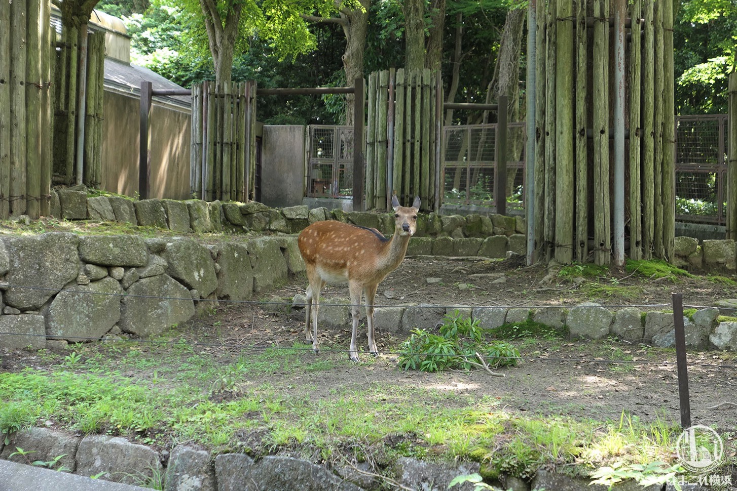 金沢動物園 シカ