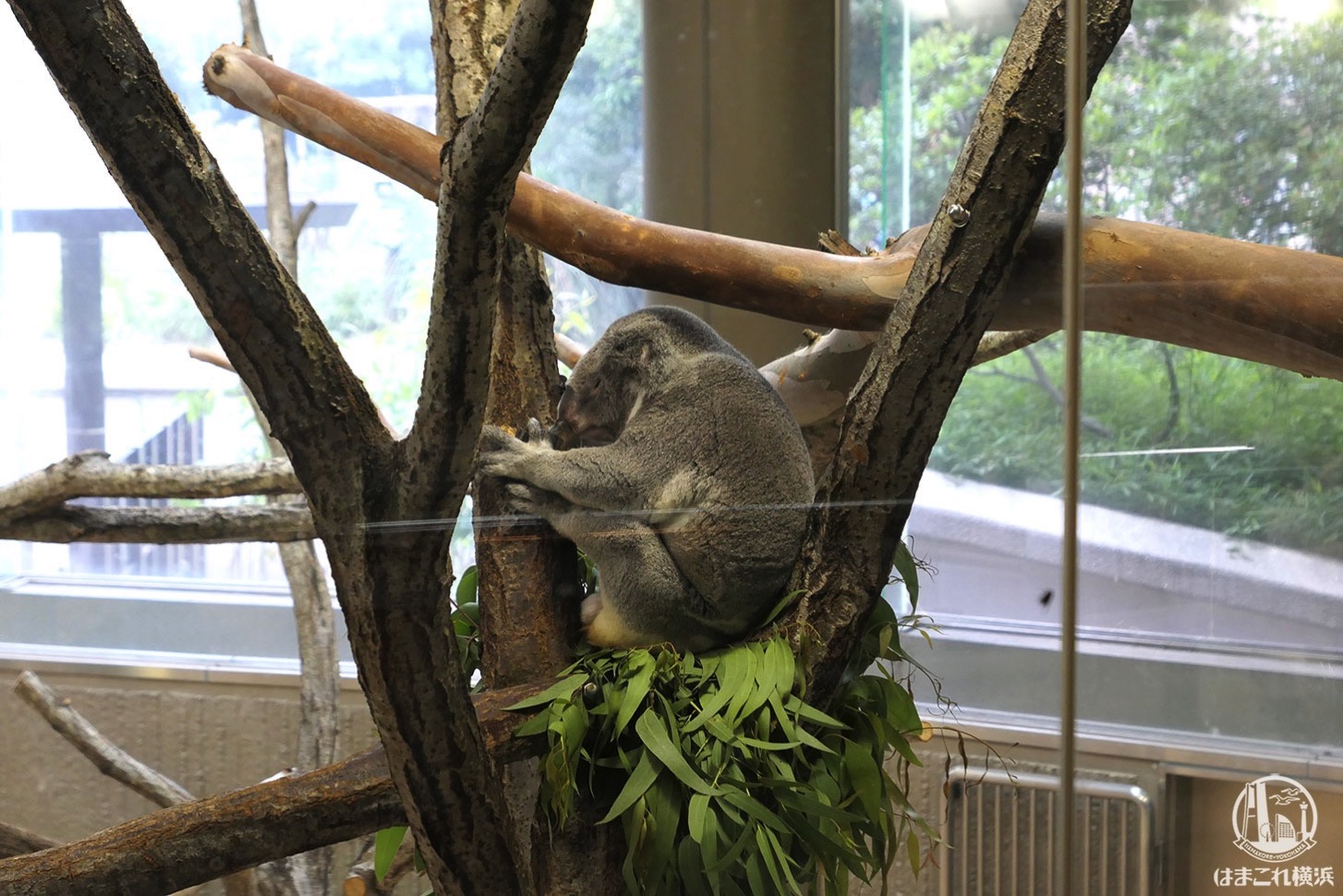 金沢動物園 コアラ
