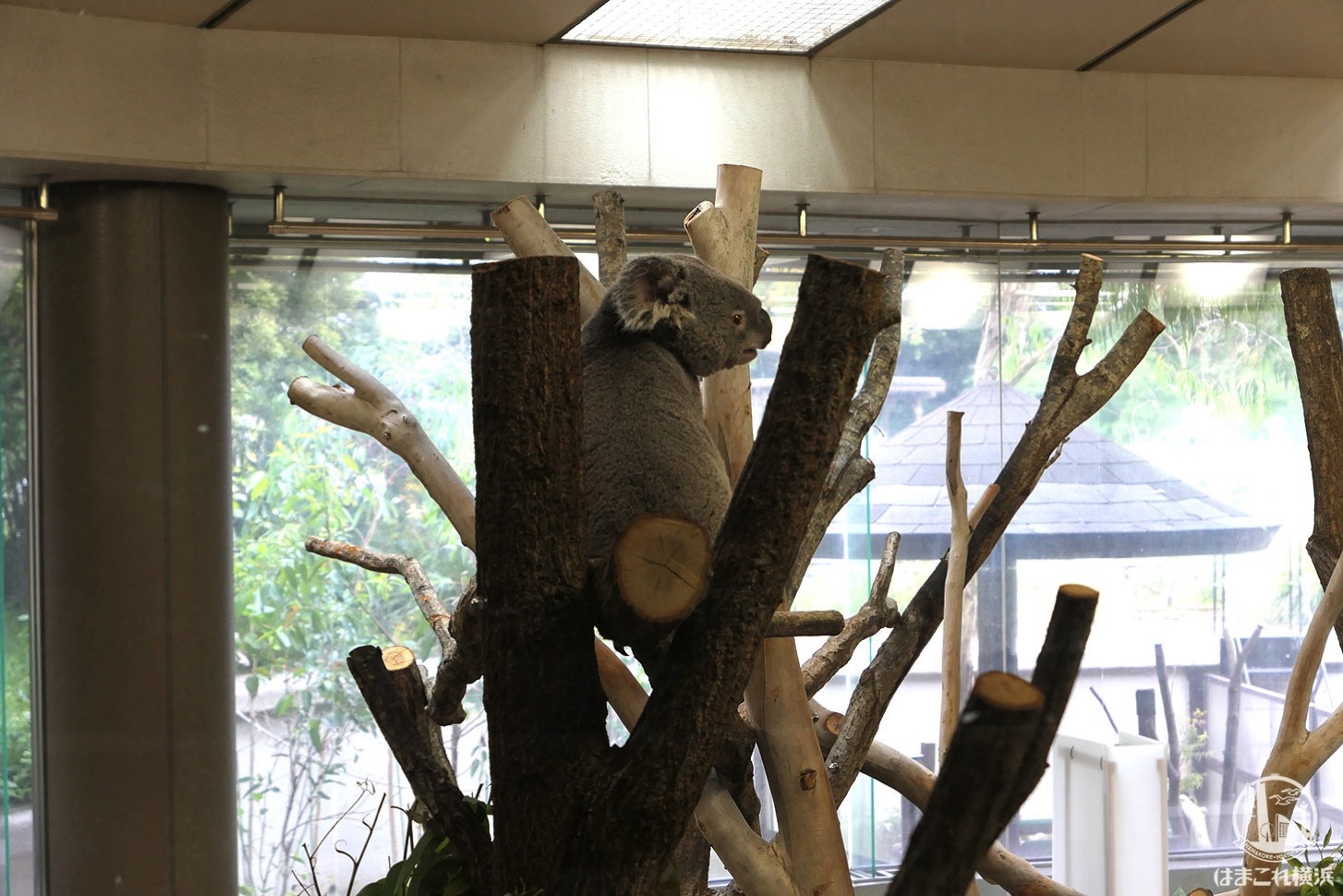 横浜「金沢動物園」コアラやオカピに会えて入園料も安い！コアラバスも乗車体験