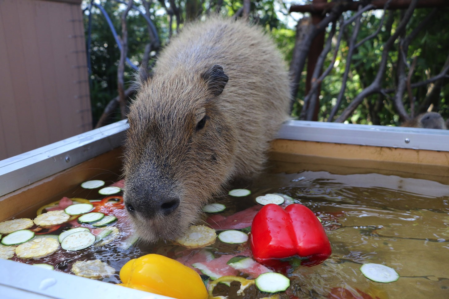 カラフル野菜風呂