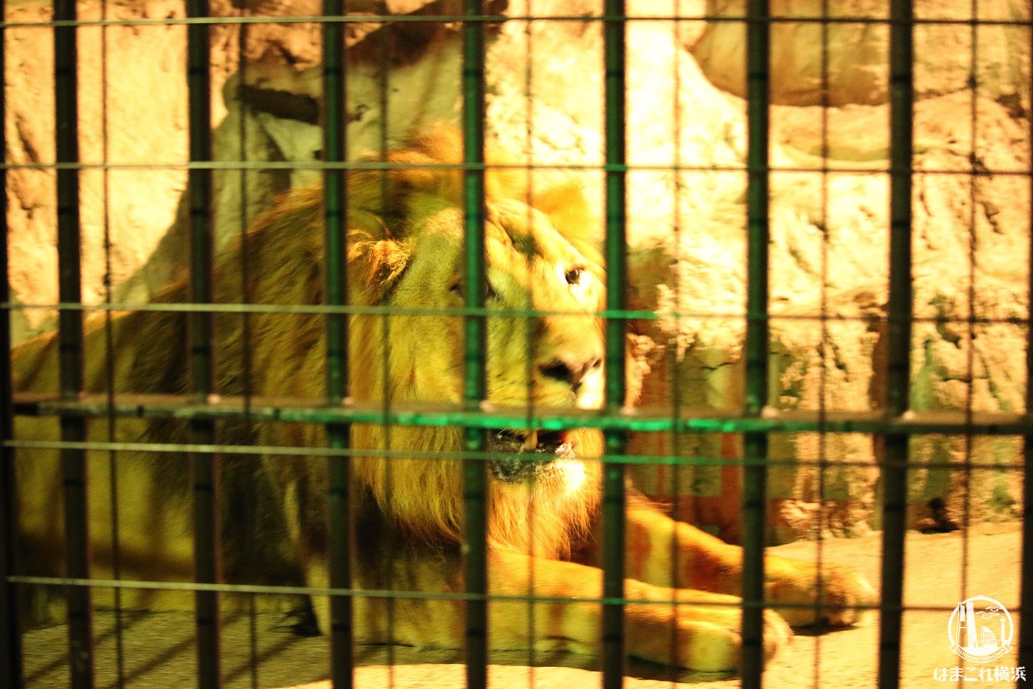 野毛山動物園 ライオン