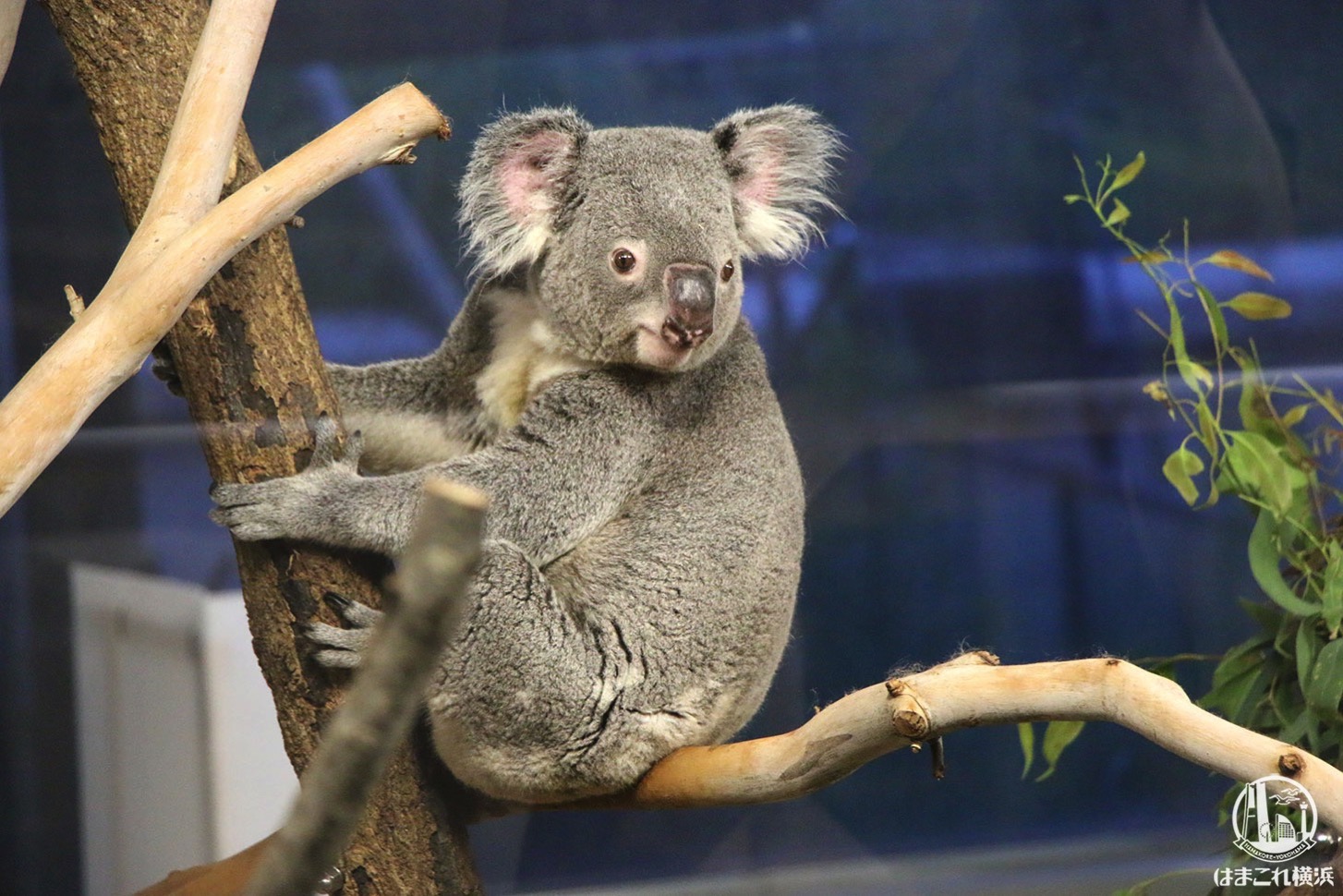 横浜「金沢動物園」ナイトズーのコアラが走り回る姿が超絶かわいい！夏イベ最高