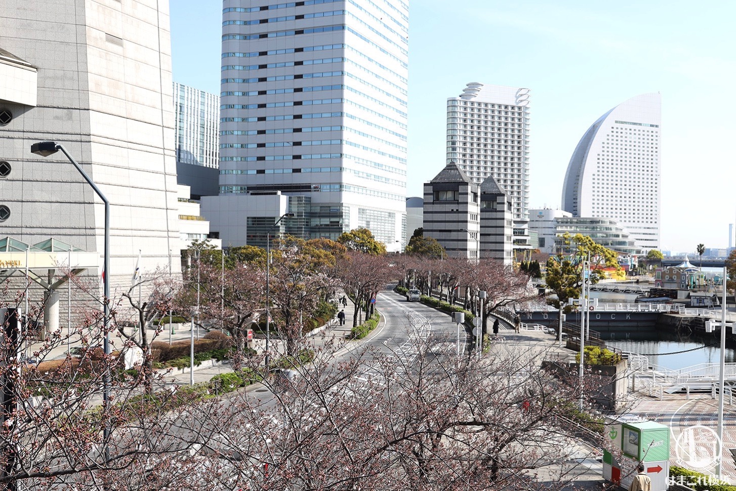 みなとみらい 桜 開花 状況