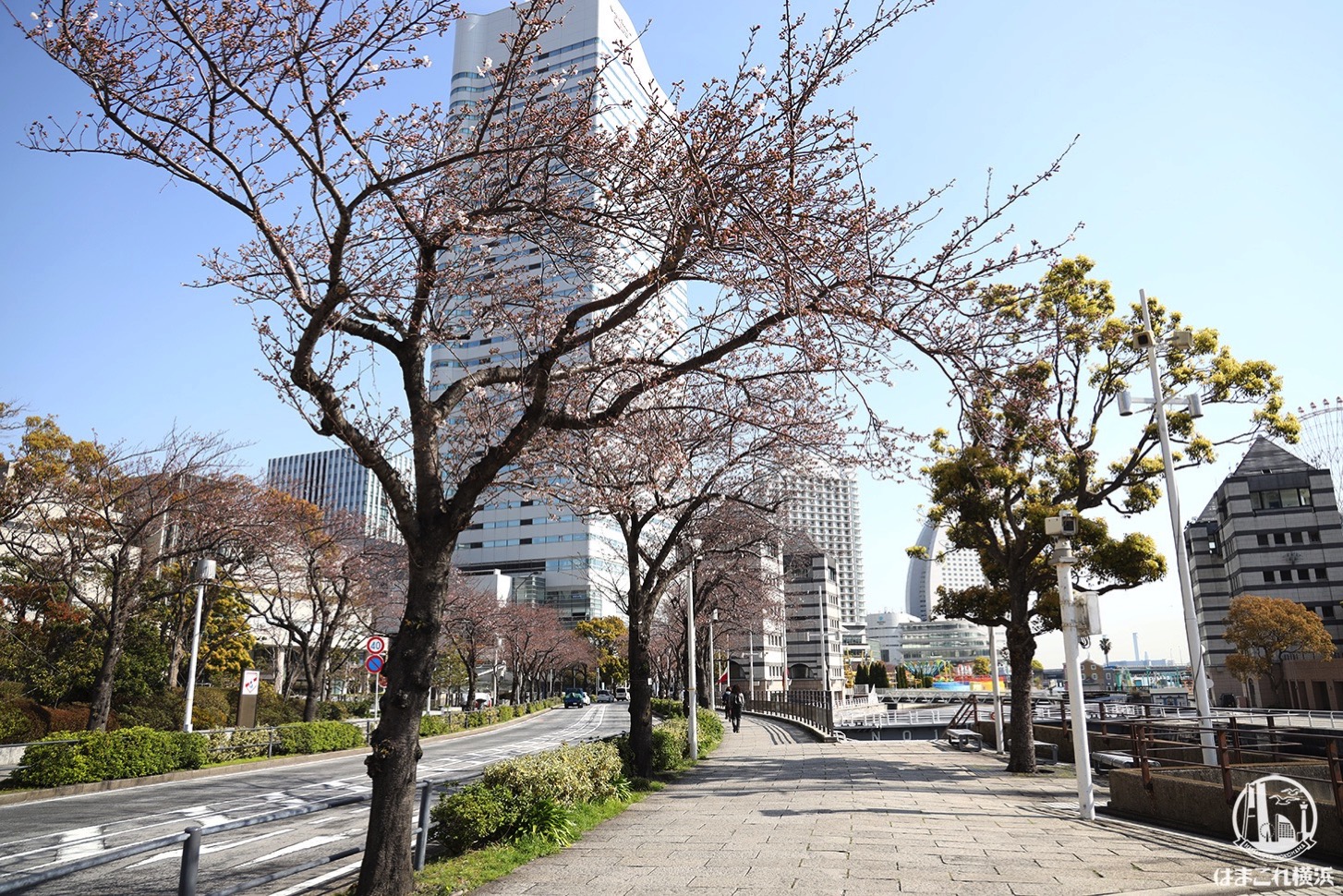 横浜みなとみらいの桜開花状況（2020年3月26日）さくら通り・汽車道・万葉倶楽部前