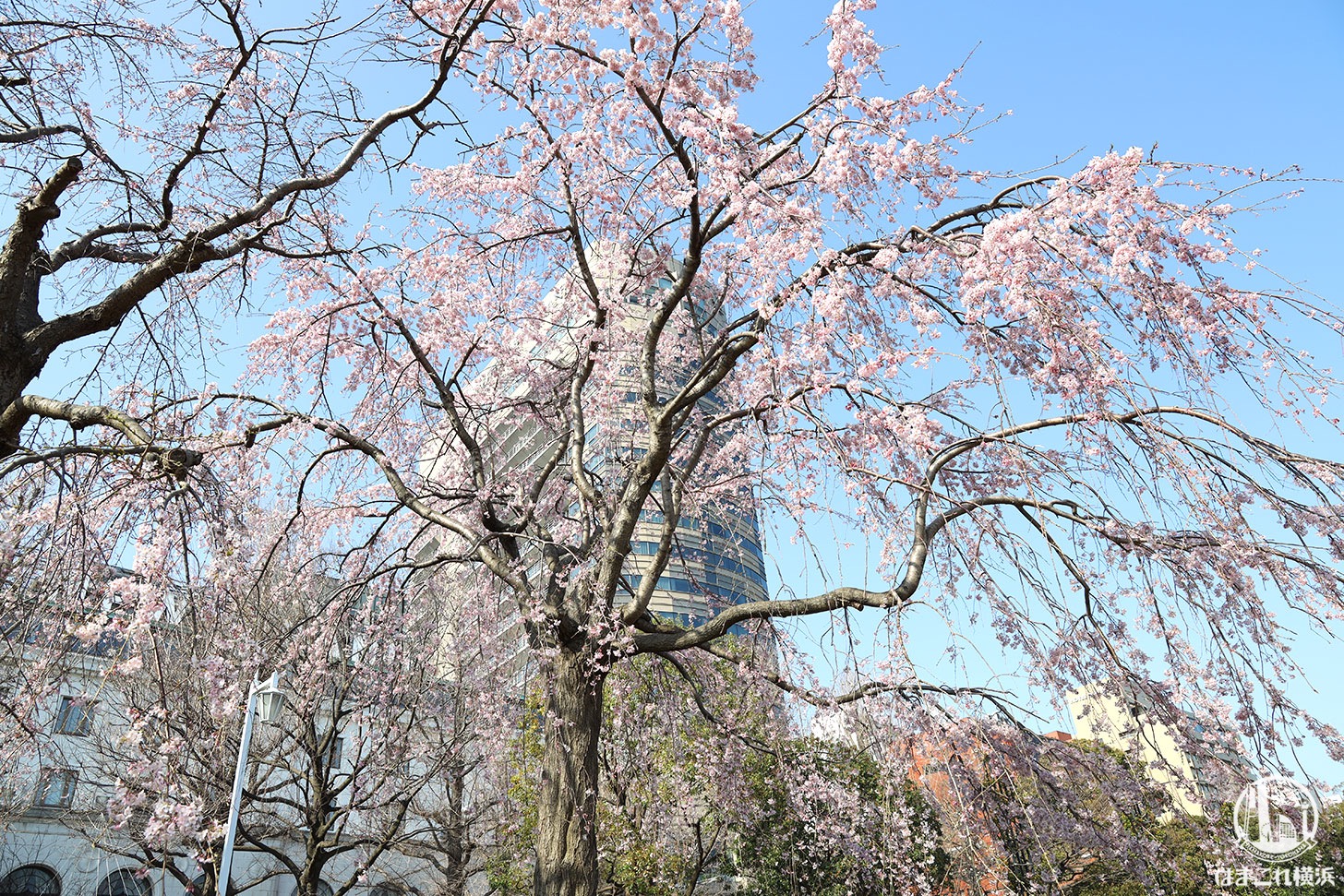 2020年 山下公園の枝垂れ桜がまもなく見頃！降り注ぐように咲く桜で春感じる