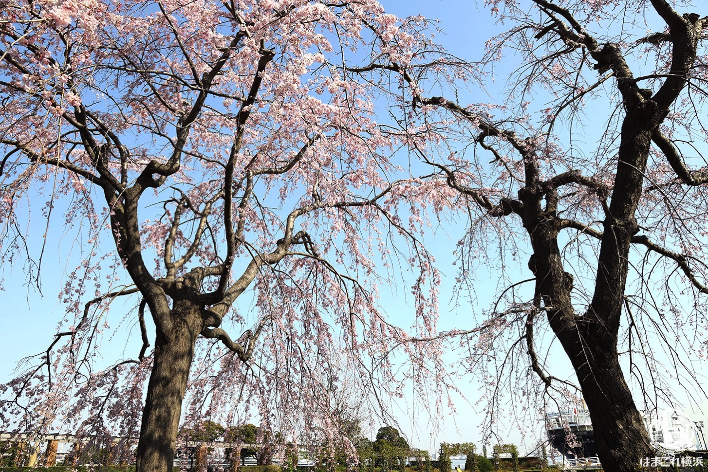 2020年 山下公園の枝垂れ桜