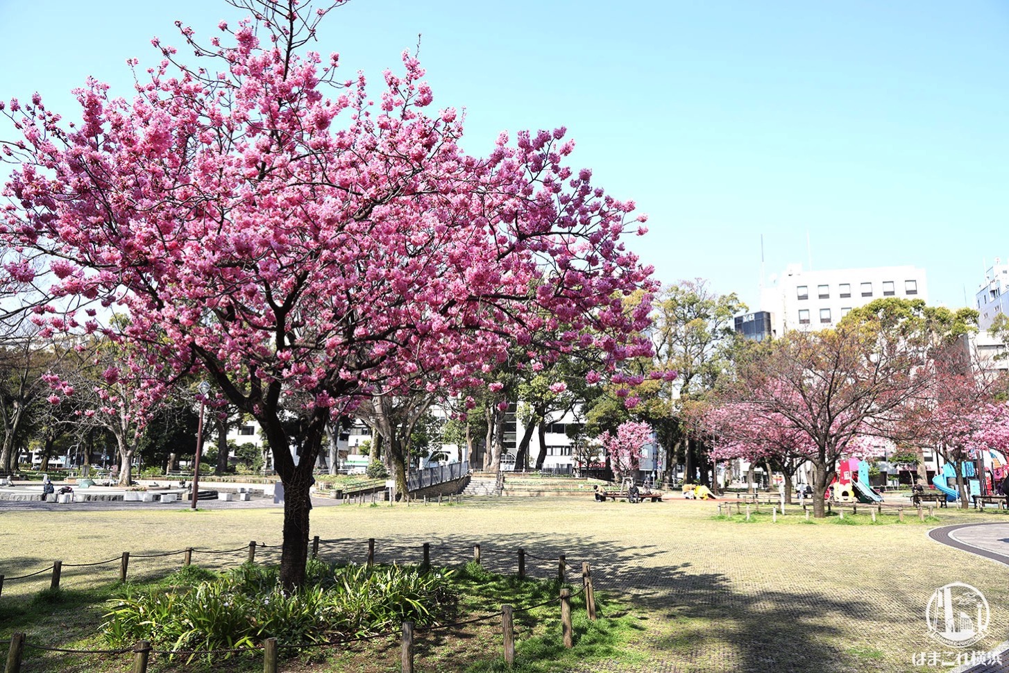 横浜公園 横浜緋桜（ヨコハマヒザクラ）