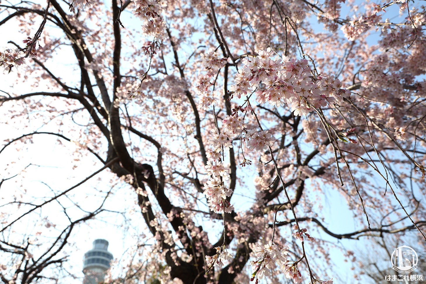 2020年 山下公園の枝垂れ桜