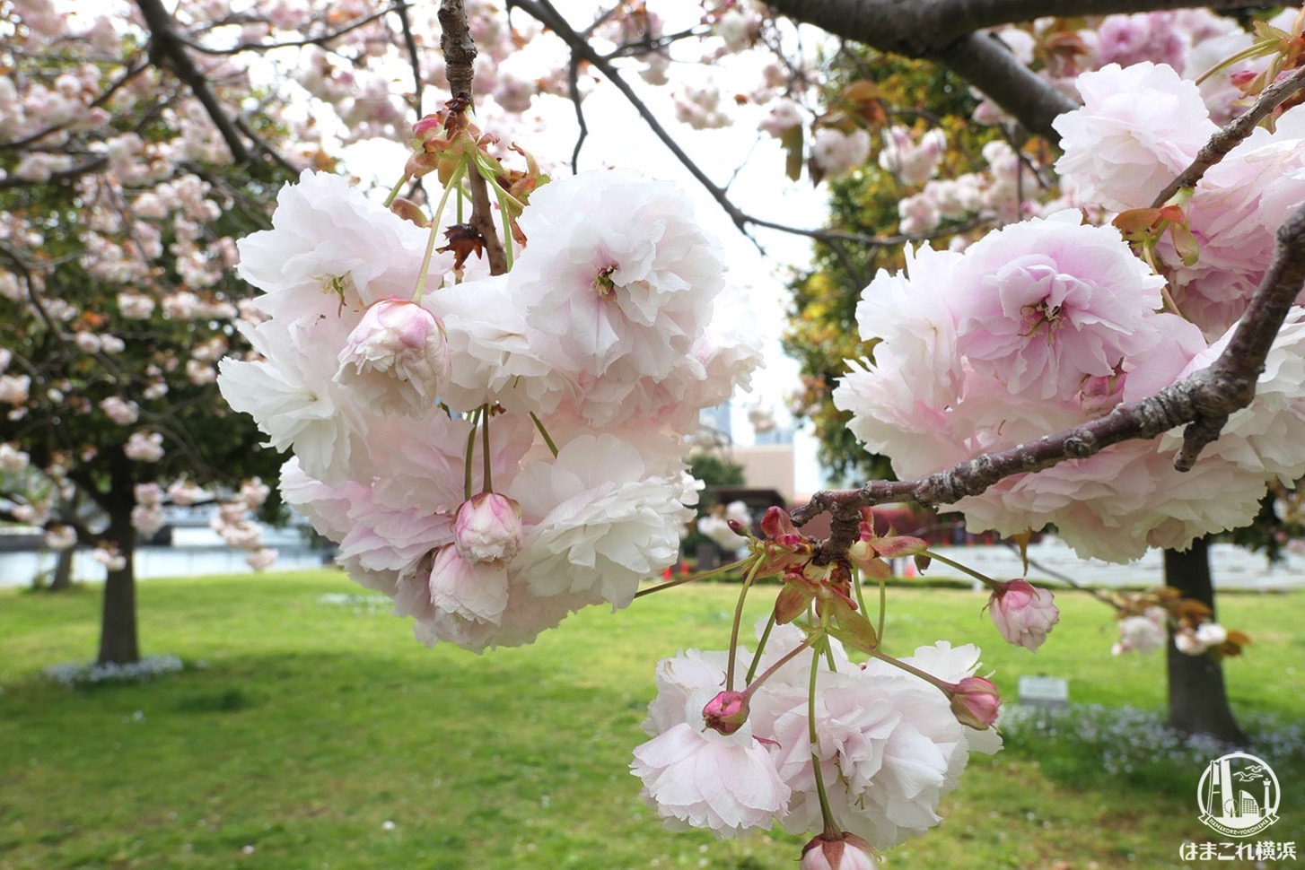 横浜赤レンガ倉庫近くの八重桜、散歩中に偶然見つけて癒された