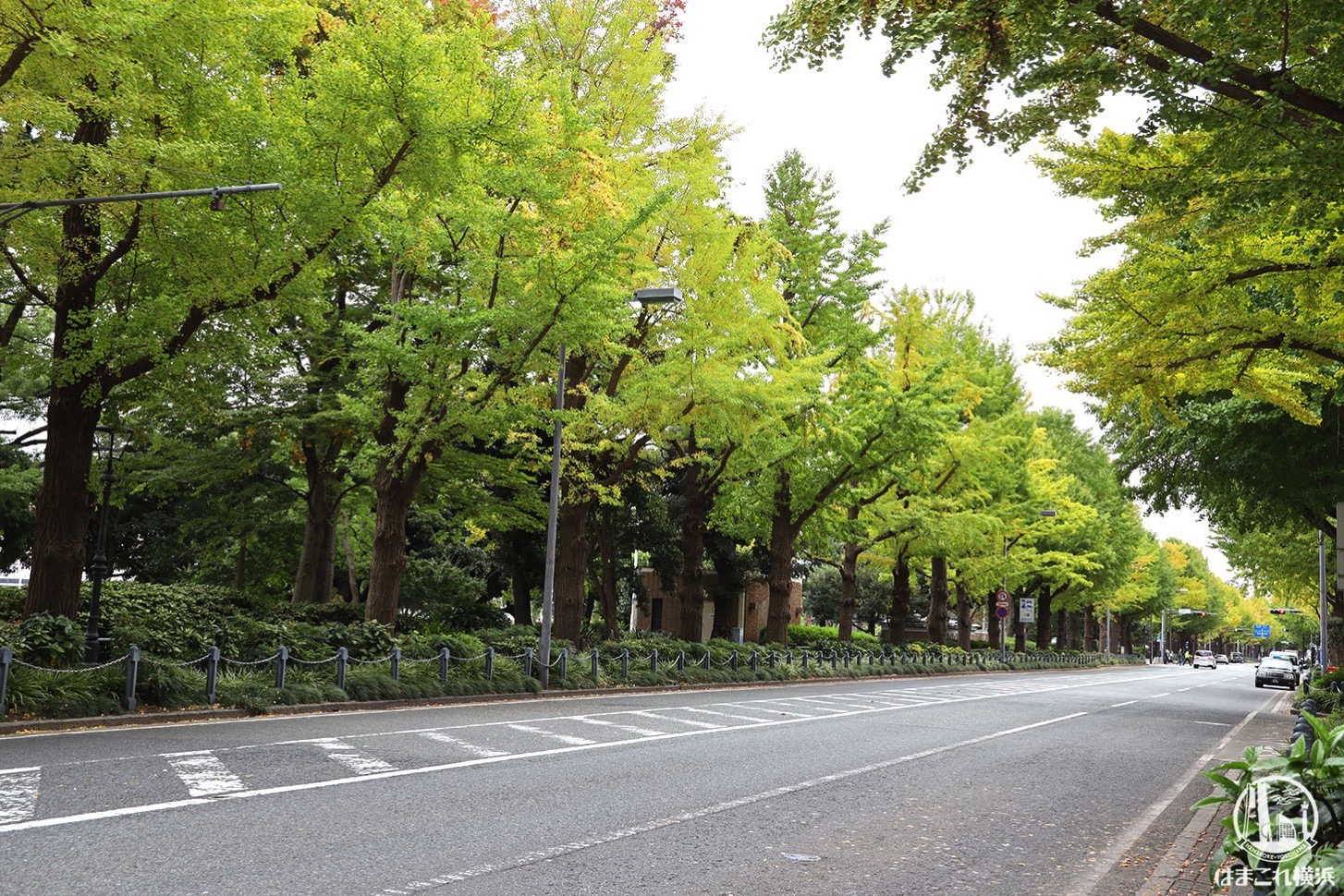 山下公園通りイチョウ並木が色づき始める！横浜紅葉散歩
