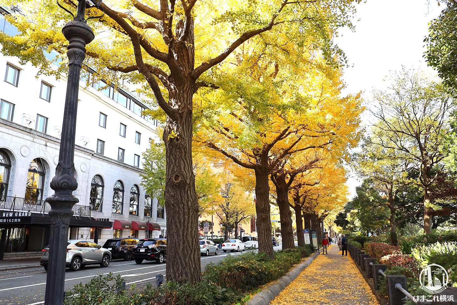 横浜・山下公園通りのイチョウが色濃く紅葉！日本大通りから紅葉散歩