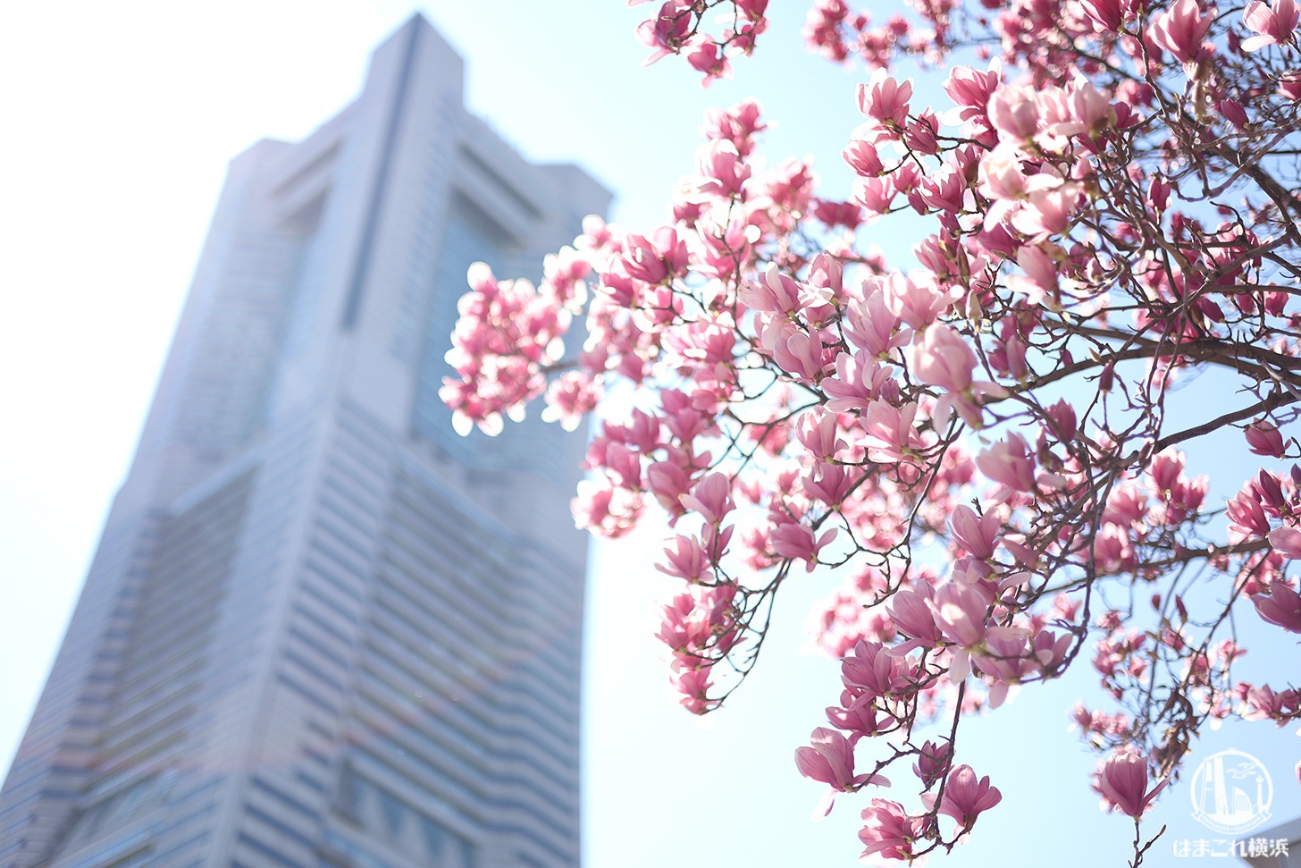 横浜・グランモール公園のモクレンが美しい！ピンク色の花々眺めて春散歩