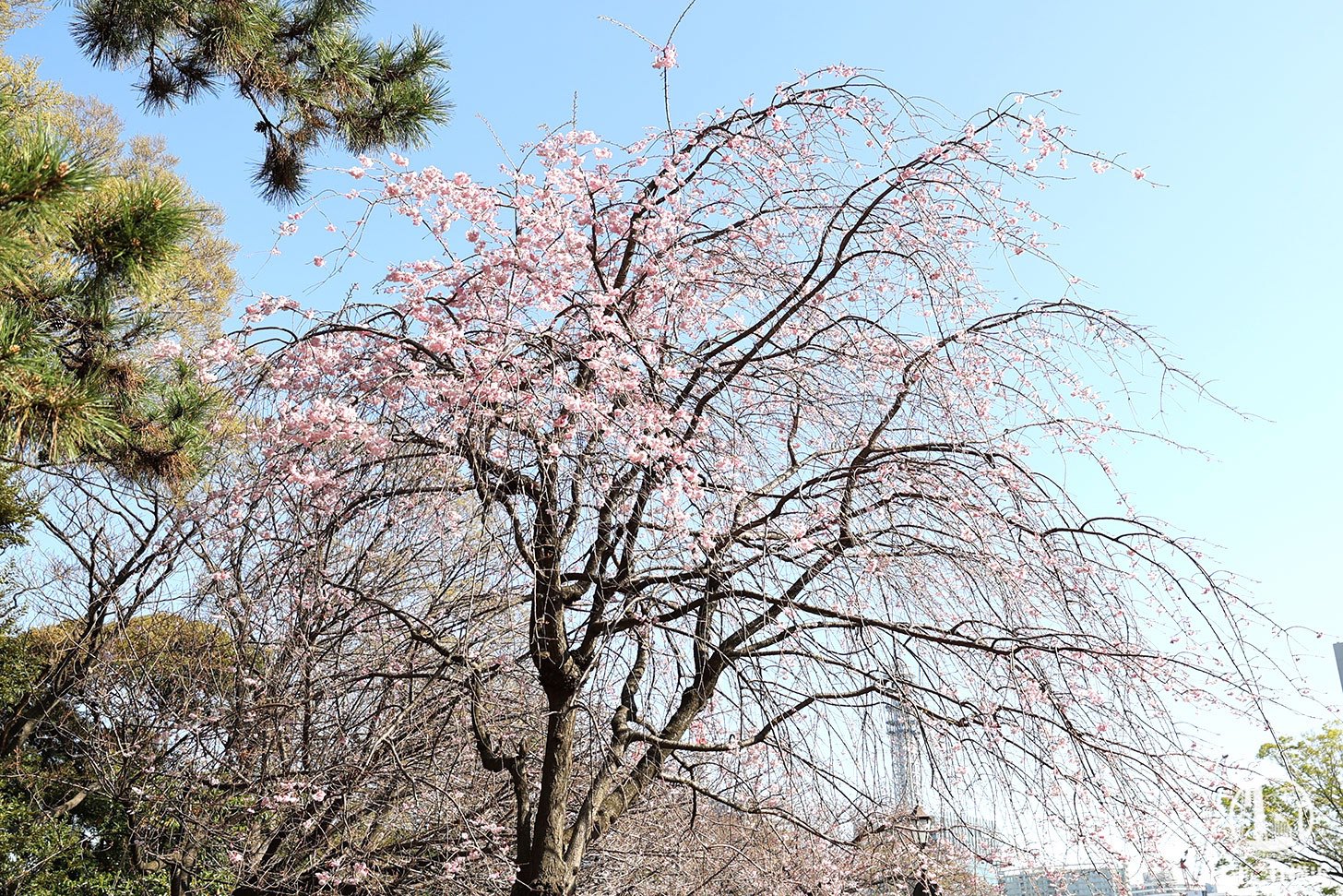 広場の枝垂れ桜
