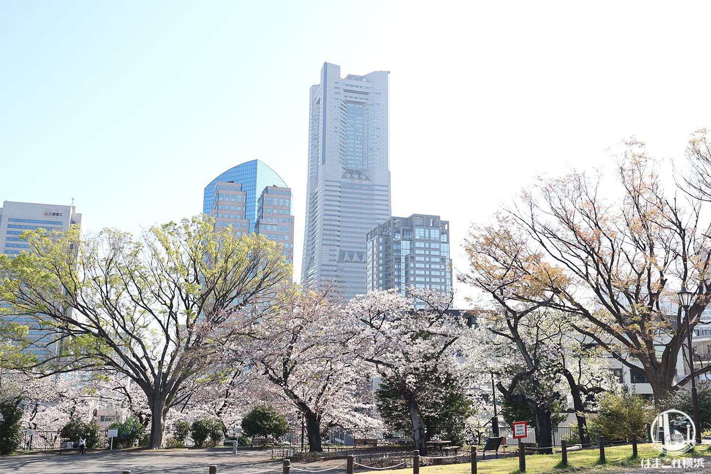 広場から見た横浜ランドマークタワーと桜
