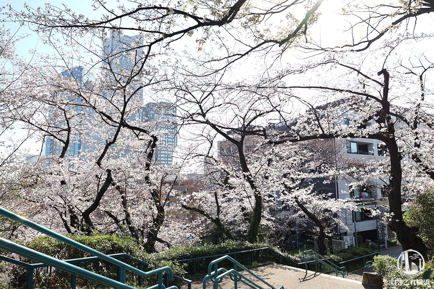 掃部山公園（かもんやま）の桜と横浜ランドマークタワー