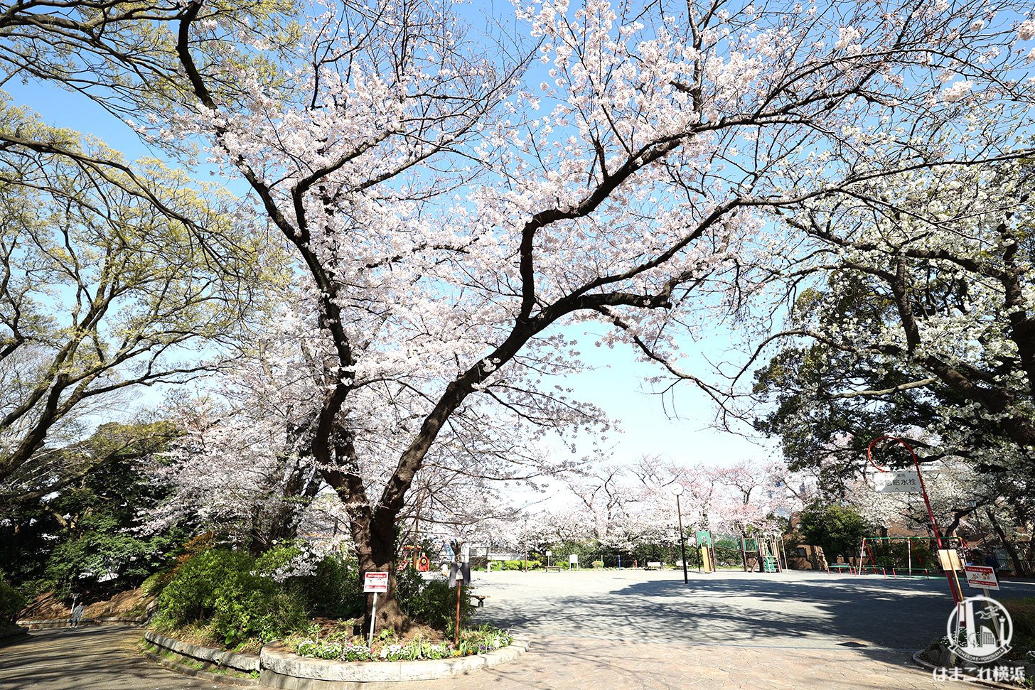 掃部山公園（かもんやま）の桜