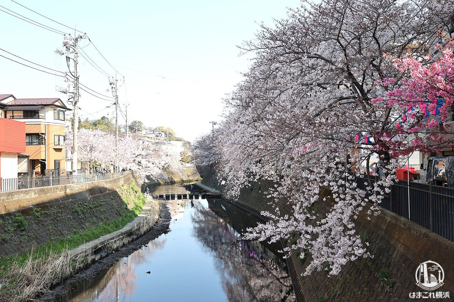 横浜弘明寺商店街「観音橋」から見た桜