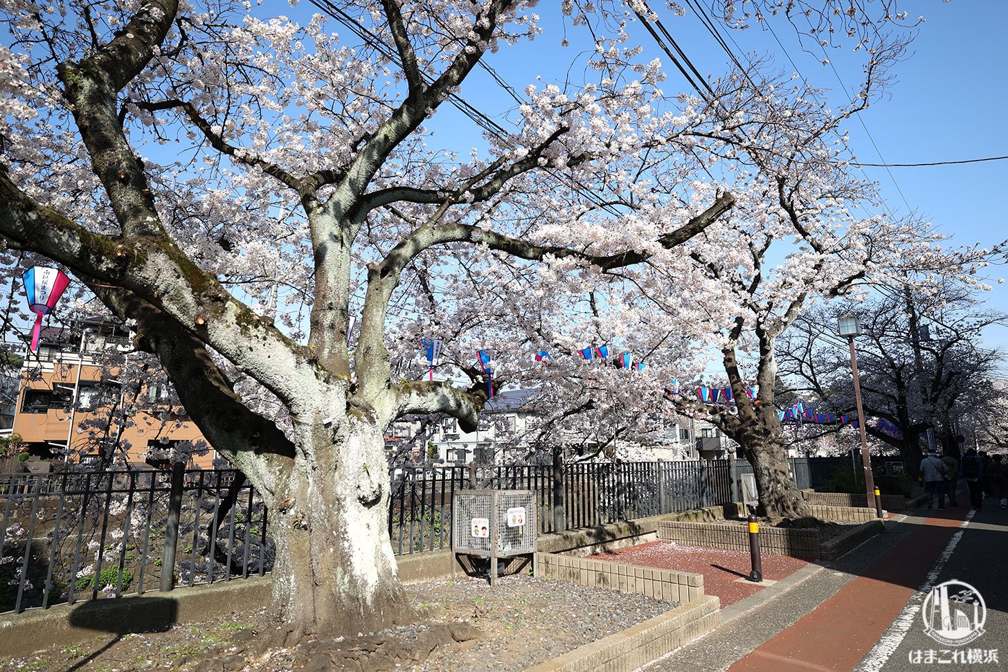 横浜弘明寺商店街「観音橋」周辺の桜
