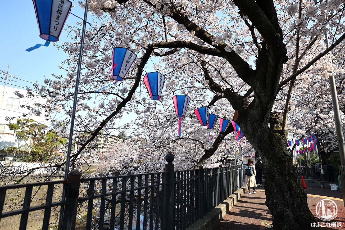 横浜弘明寺商店街「観音橋」周辺の桜