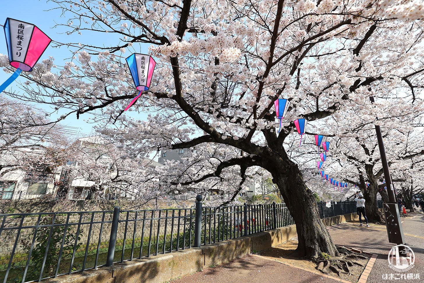 大岡川沿いの桜