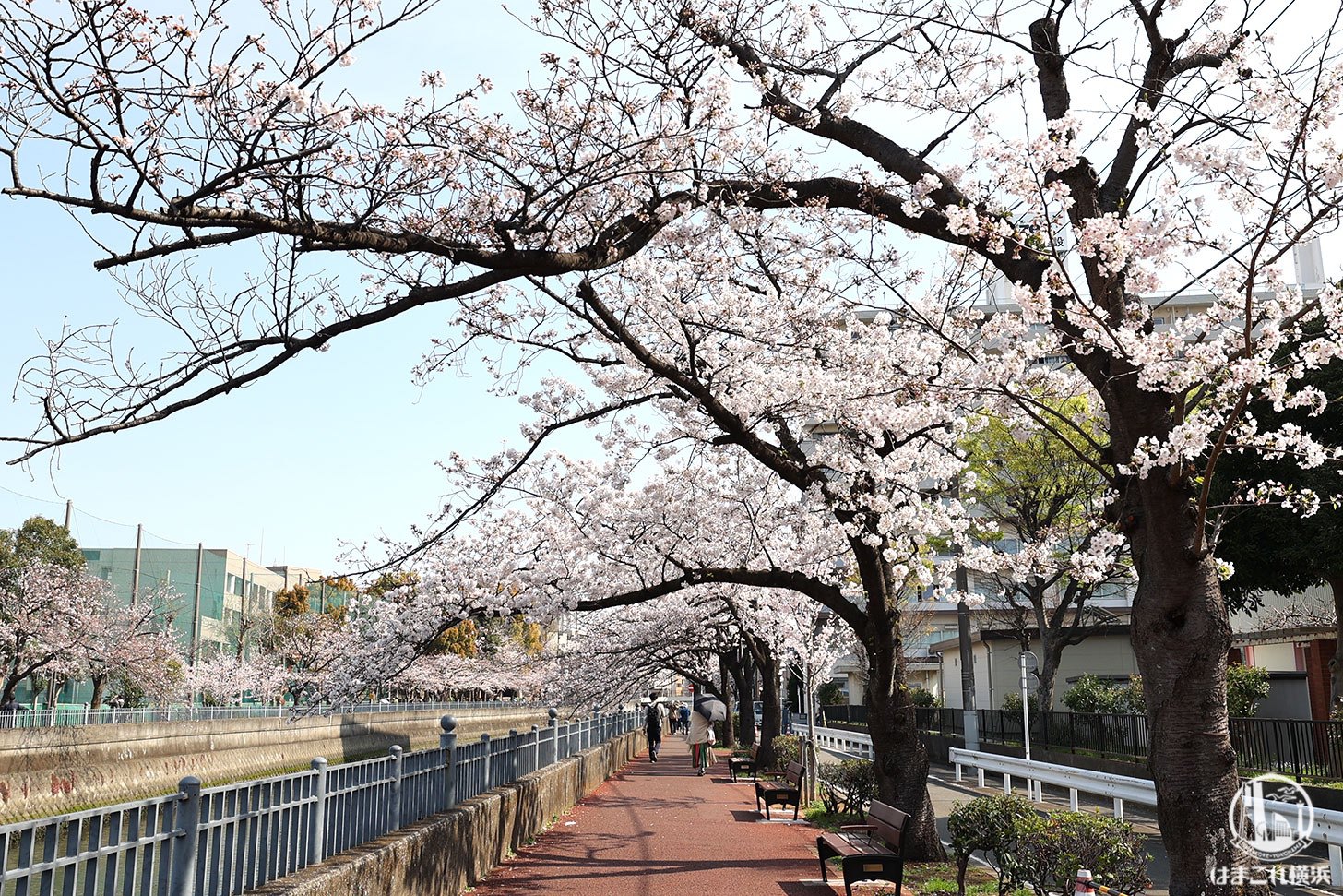 井土ヶ谷橋周辺の桜