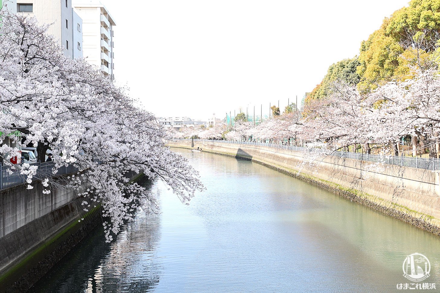 清水橋から見た桜