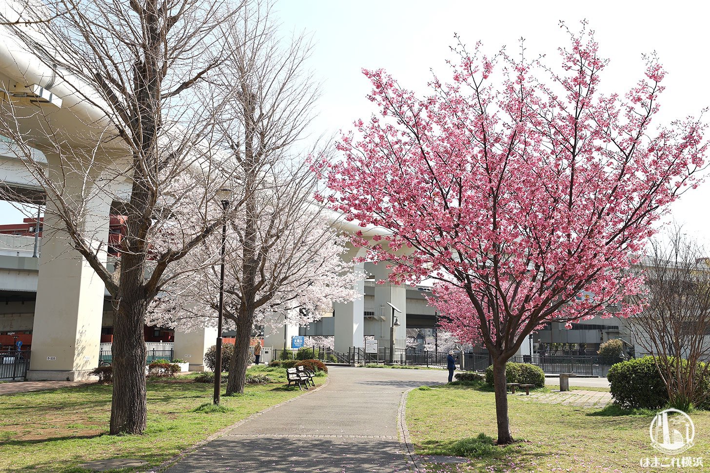 蒔田公園の桜