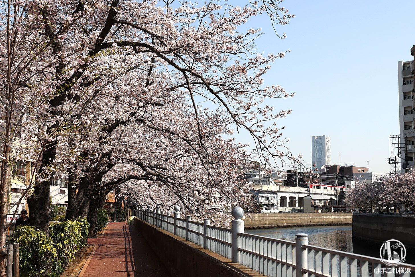 山王橋周辺から見た横浜ランドマークタワーと桜